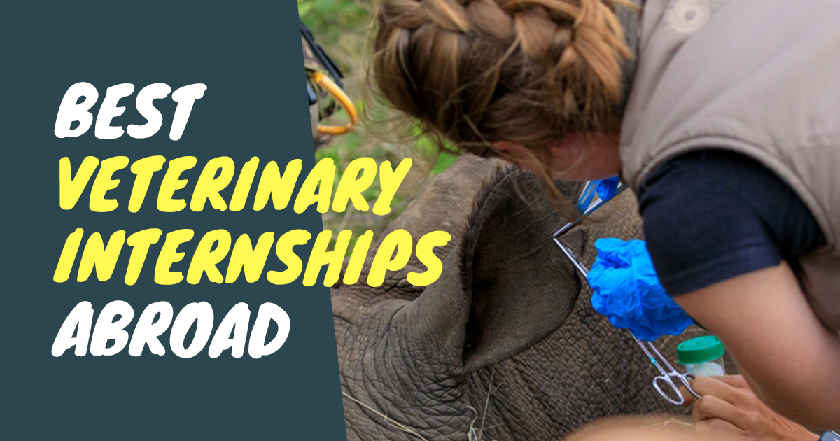 Best Veterinary Internships Abroad in 2024 & 2025 Intern Abroad HQ