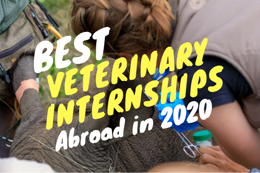 Best Veterinary Internships Abroad in 2020 IAHQ