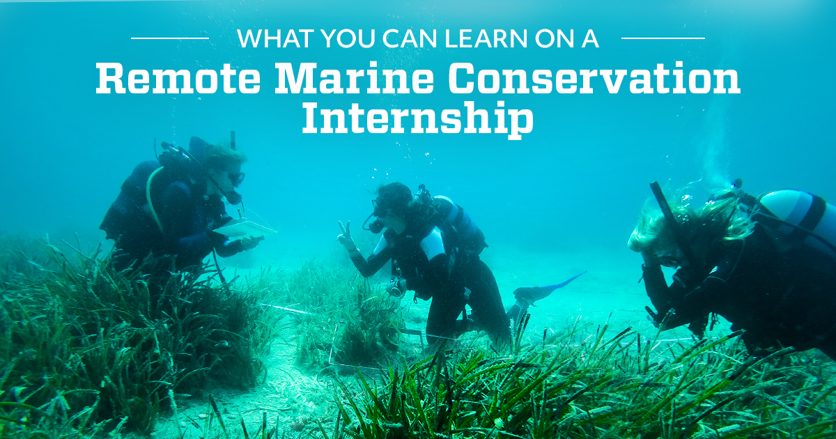 What you can learn on a Remote Marine Conservation