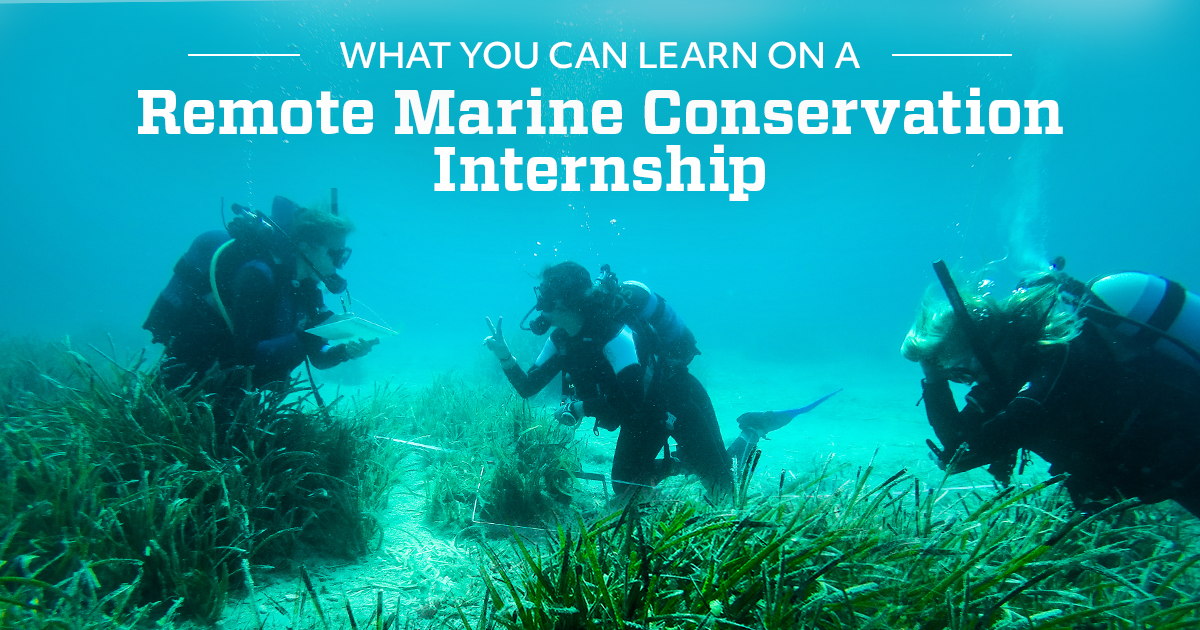What you can learn on a Remote Marine Conservation Internship | Intern