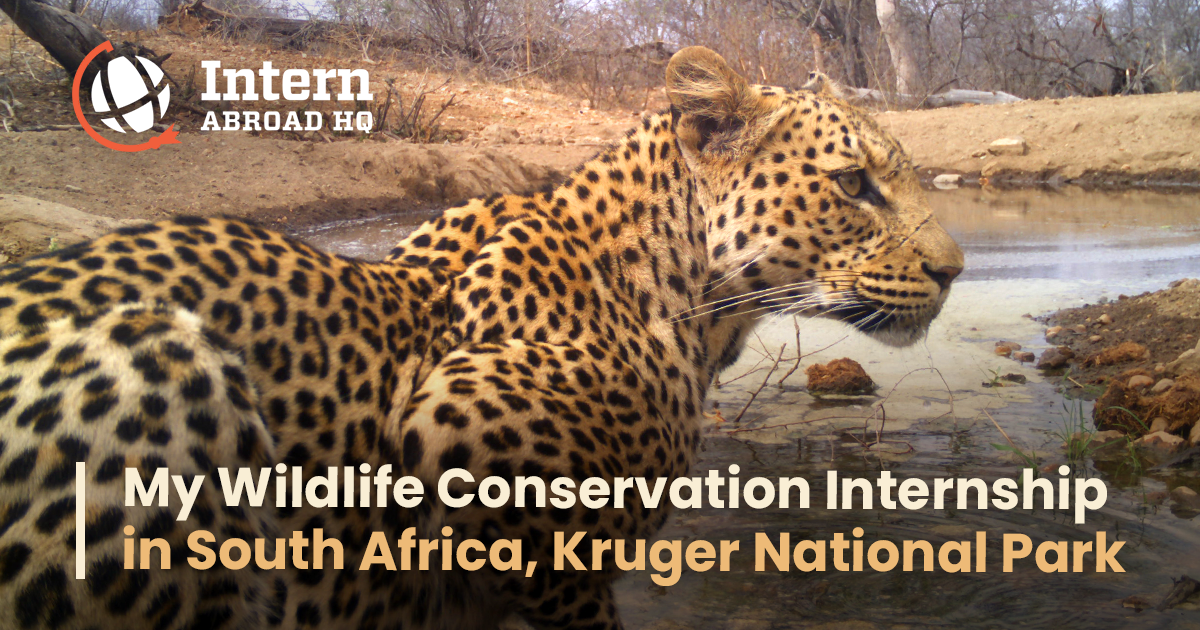 My Wildlife Conservation Internship in South Africa | Intern Abroad HQ