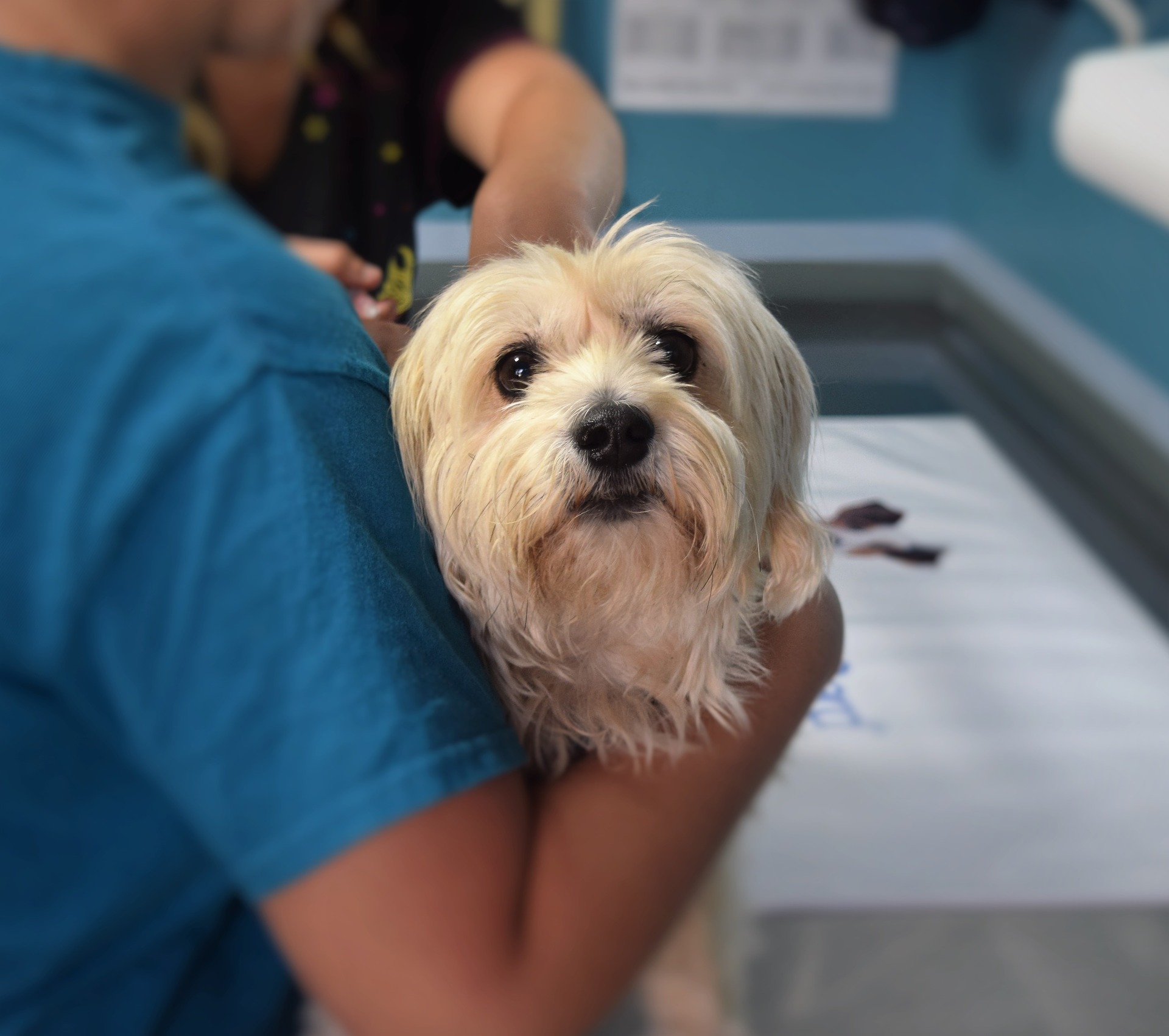 Veterinary & Animal Care Internships in Greece | Intern Abroad HQ Veterinary & Animal Care Internships in Greece | Intern Abroad HQ