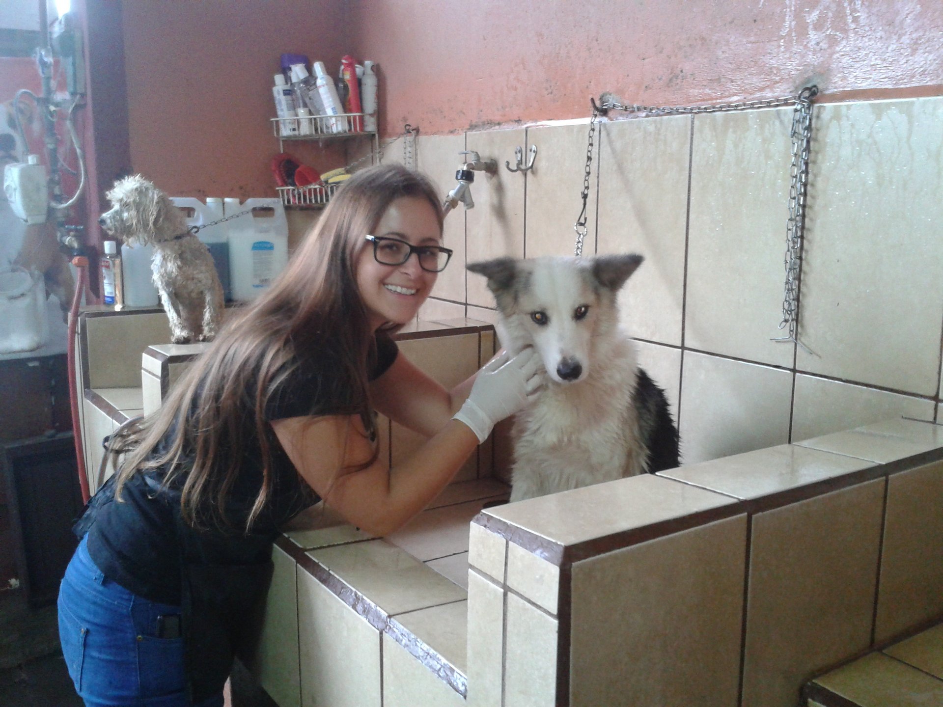 Veterinary Internships in Costa Rica Intern Abroad HQ