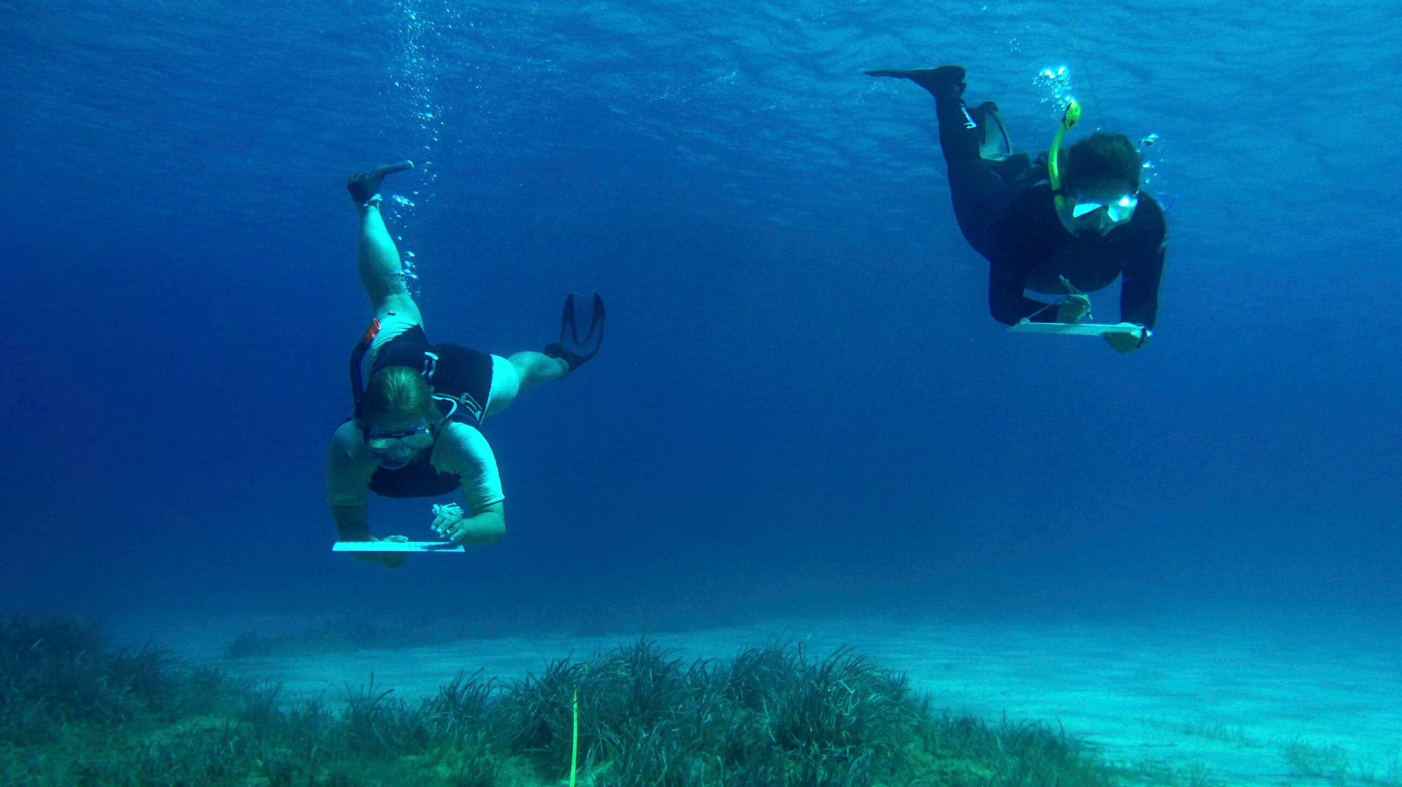 Marine Conservation Internship in Greece