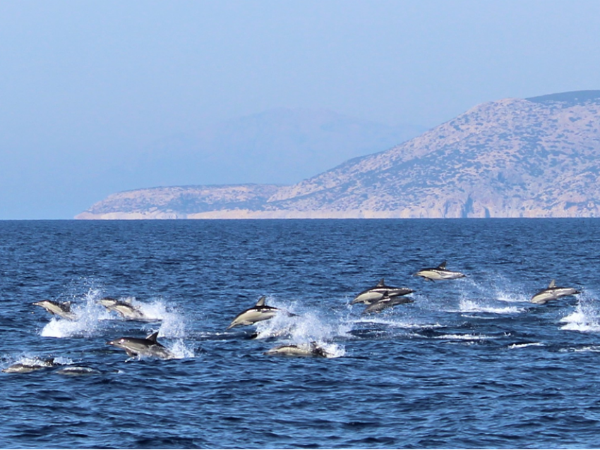 Remote Internship in Marine Conservation out of Greece